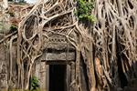 04_11 Ta Prohm/IMG_9990